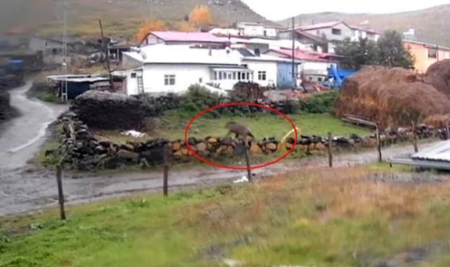 Gündüz vakti köylüyü korkutan görüntü!