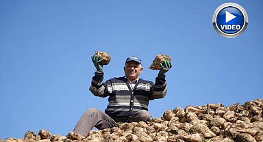 Hasat başladı! Fabrikanın yolunu tuttular