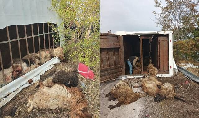Hayvan yüklü tır devrildi! Çok sayıda küçükbaş telef oldu