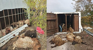 Hayvan yüklü tır devrildi! Çok sayıda küçükbaş telef oldu