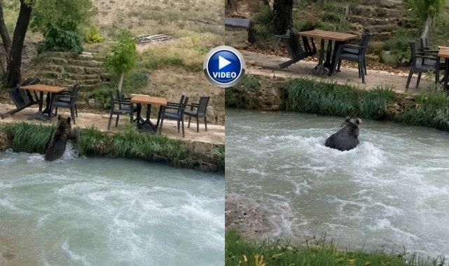 İnsanları görünce suya atladı! Yavru ayının kaçışı kamerada