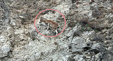 Kaçarken objektiflere yakalandı