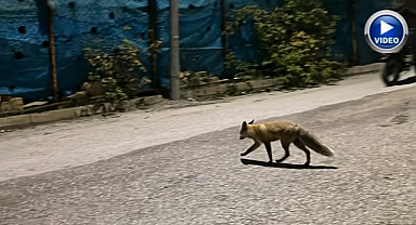 Kedinin mamasına ortak olan tilki, mahalleyi birbirine kattı