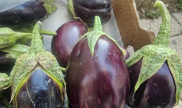 Kış sofralarının vazgeçilmezi tombul patlıcanda sezon açıldı