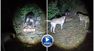 Köpekler onu korkutamadı! Rahat tavrı şaşkınlık yarattı