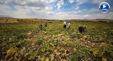 Köyün kaderini değiştiren ürün sınırları aştı!