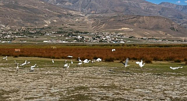 Kuş Cenneti’nde göç öncesi son görüntüler