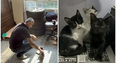 Matbaada kedili mesai! Patili dostlara yuva oldu