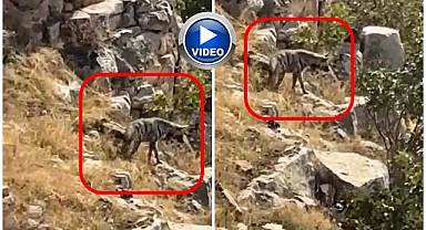 Nesli tehlike altında bulunan çizgili sırtlan görüldü