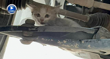 Otomobilin motoruna giren minik kedi için seferber oldular!
