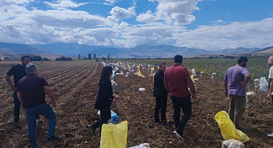 Patates hasadı mesaisi başladı!