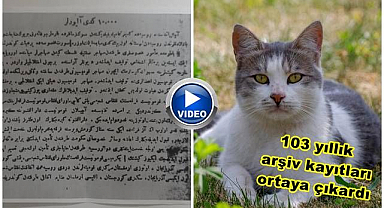 Ruslar Doğu'da10 bin kedinin peşine düştü!