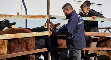Şap aşılama çalışmaları devam ediyor
