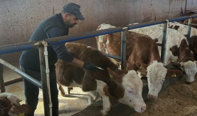 Şap hastalığına karşı aşılama seferberliği