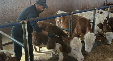 Şap hastalığına karşı aşılama seferberliği