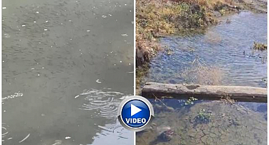 Su seviyesi düşen alanda balık kurtarma seferberliği