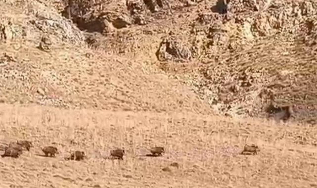 Sürü halindeler! Yerleşim alanlarına ilerliyorlar