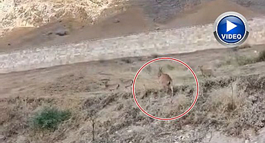 Tarihi kalede kameralara yakalandılar