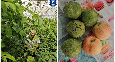 Tescilli ceviz fidanlarına ülke genelinden talep