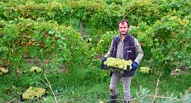 Tescilli üzümde hasat devam ediyor