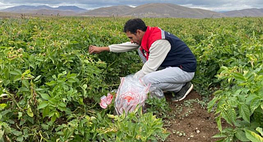Tohumluk patates üretim alanlarında karantina kontrolü 