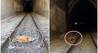 Tren, tünele giren dağ keçilerine çarptı   