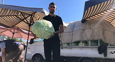 Turşuluk ve yemeklik lahanalar tezgahta yerini aldı