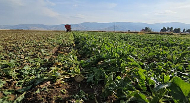 Üretici umutlu, gözler alım fiyatında