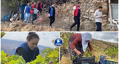 Üzümleri heba olmasın diye köye koştular!