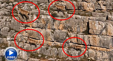 Yaban hayatı kamerada