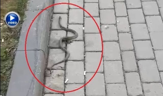 Yaban hayvanları şehir merkezine indi!