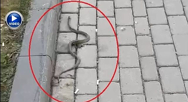 Yaban hayvanları şehir merkezine indi!