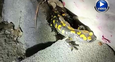 Yağmur sonrası ortaya çıktı! Nesli tükenmekte olan semender böyle görüntülendi