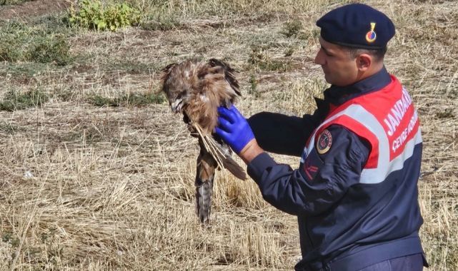 Yaralı şahinin yardımına jandarma yetişti