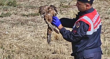 Yaralı şahinin yardımına jandarma yetişti