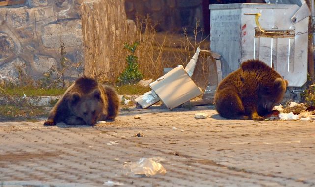 Yiyecek bulmak için mahalleye indiler