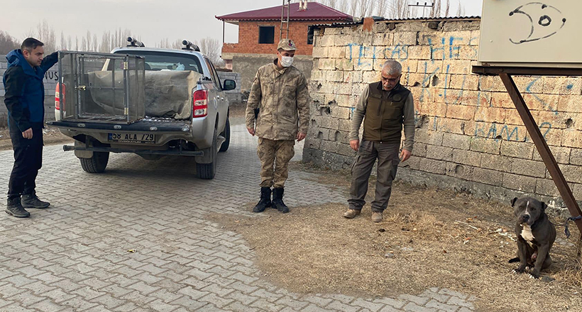 Başıboş Pitbull Barınağa Götürüldü
