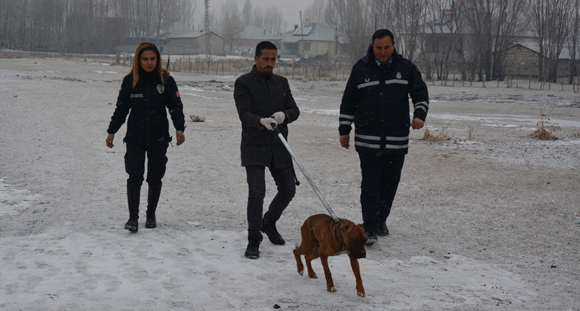 Evine Giderken Köpekler Saldırdı