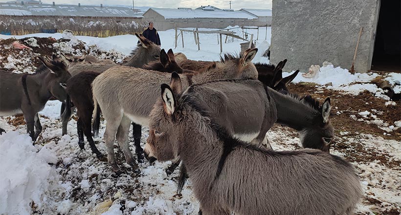 Ölüme Terkedilen Eşekler Kurtarıldı