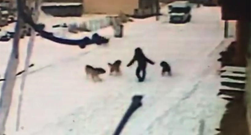 Dehşet anları kamerada, çocuğun cesareti köpeklerin saldırısını önledi