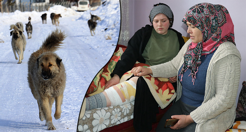 Başıboş Köpekler Dehşeti Yaşattı!