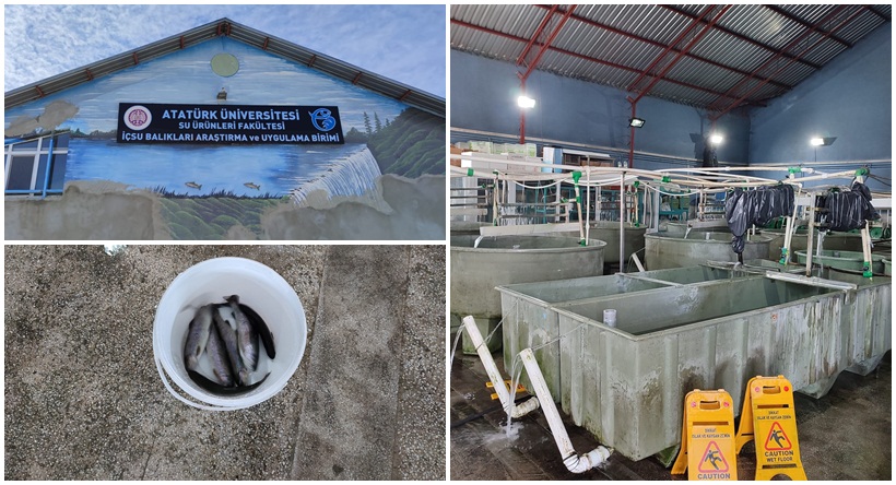 Üniversitede Yavru Balık Üretimi
