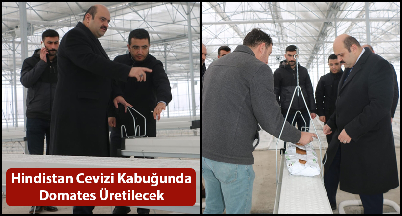 Hindistan Cevizi Kabuğunda Domates Üretilecek