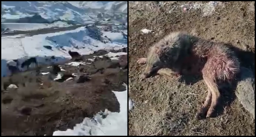 Köpekleri Ölüme Terk Ettiler!