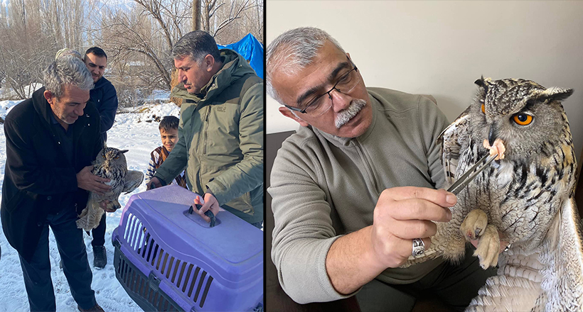 Puhu Kuşunu Köylüler Kurtardı