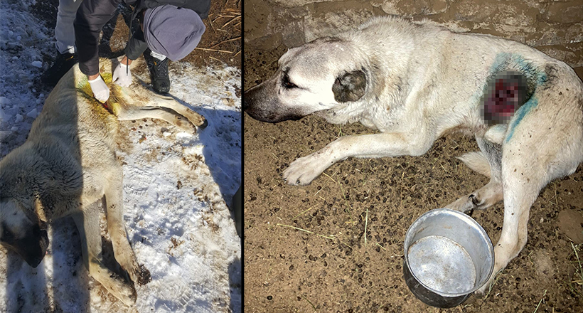 Yaralı Köpek Tedavi Edildi