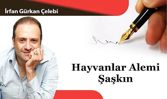 Hayvanlar Alemi Şaşkın